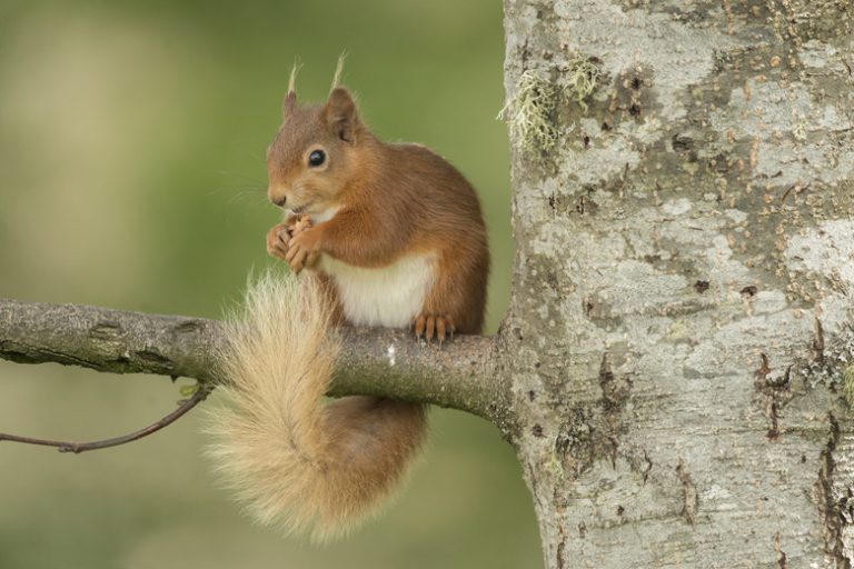 Understanding the Squawking Behavior of Squirrels in Trees