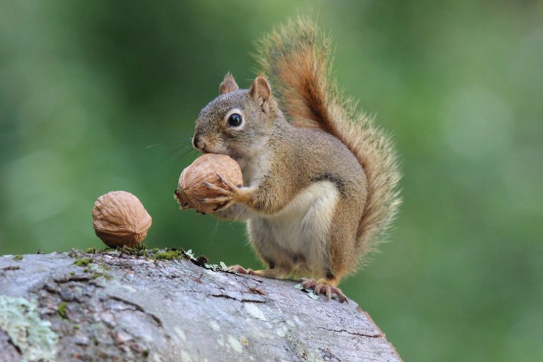 Adaptations of Plants and Animals in Temperate Forests