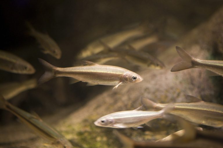 Understanding the Diet of Minnows