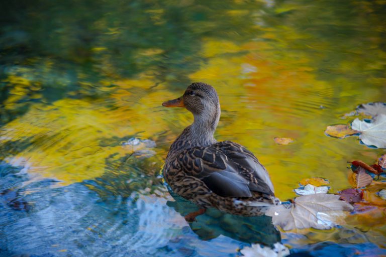 Guide to Freshwater Ducks Overview of Various Species