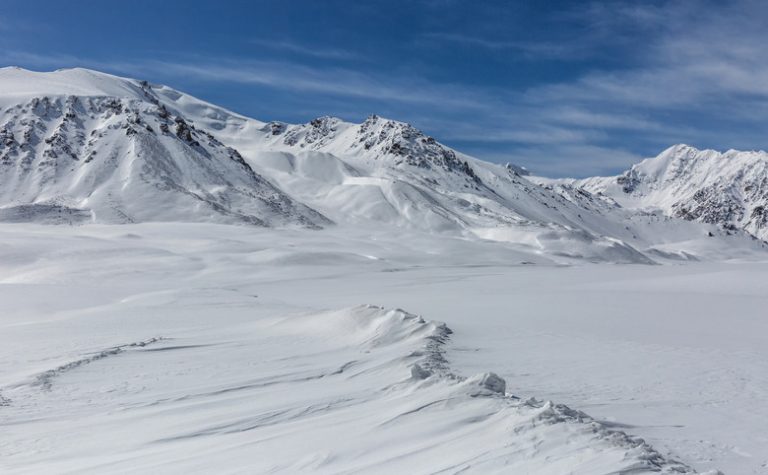 Exploring Insect Species in the Tundra