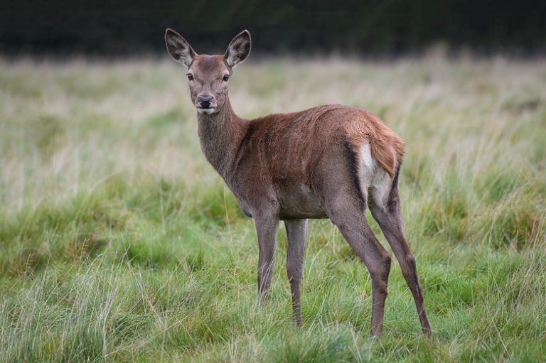 Identifying Female Deer: A Guide