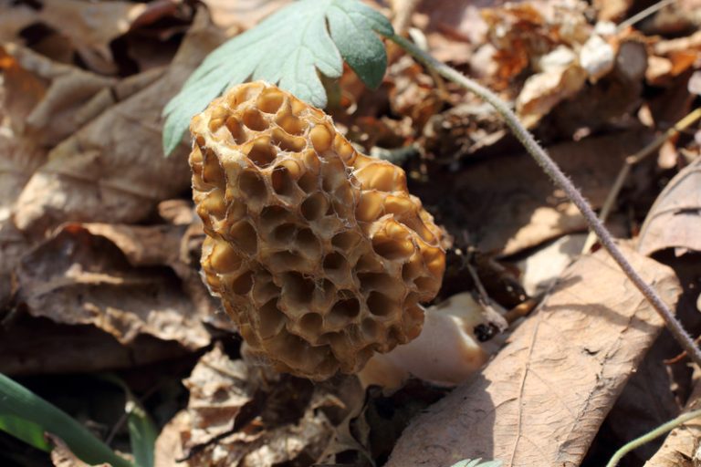 Foraging Edible Wild Mushrooms in Illinois