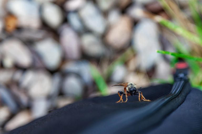 What Draws Horseflies? | Sciencing