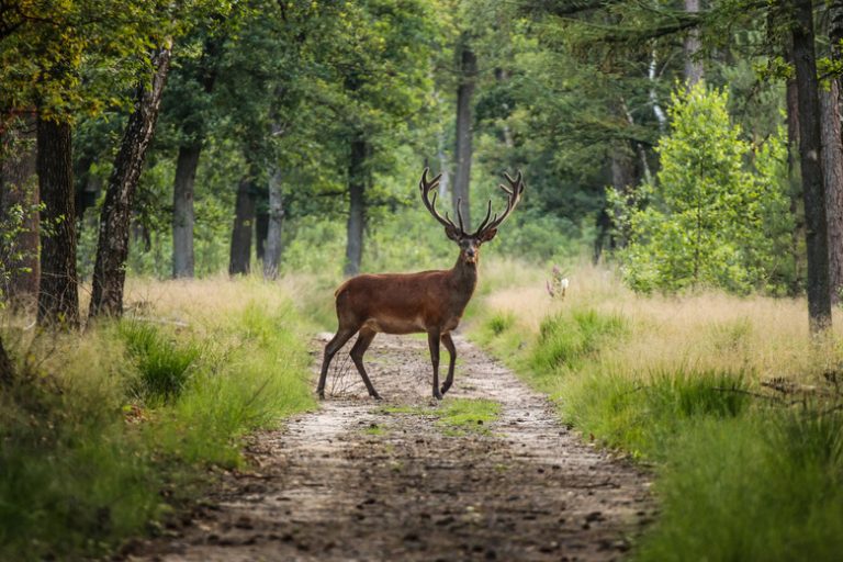 Understanding the Velvet on Deer Antlers