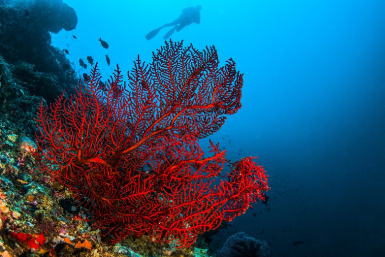 Trophic Levels of Coral Reefs