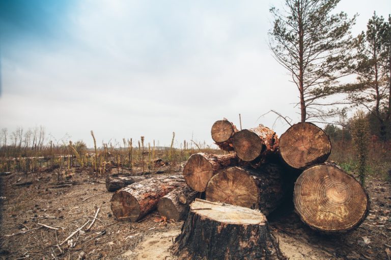 Advantages and Disadvantages of Clear Cutting