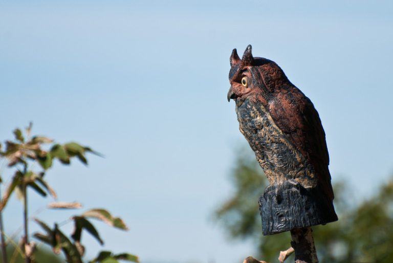 Understanding the Mechanism of Fake Owls in Deterring Birds