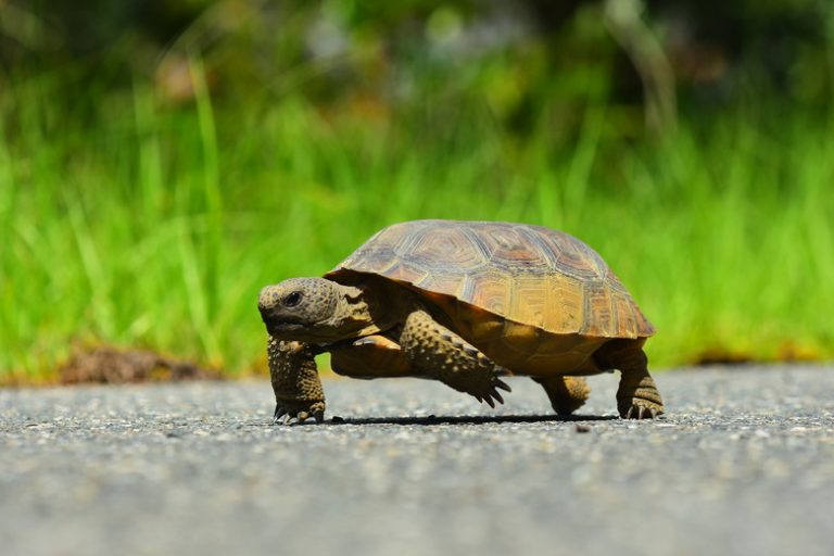 Identifying Florida Land Turtles