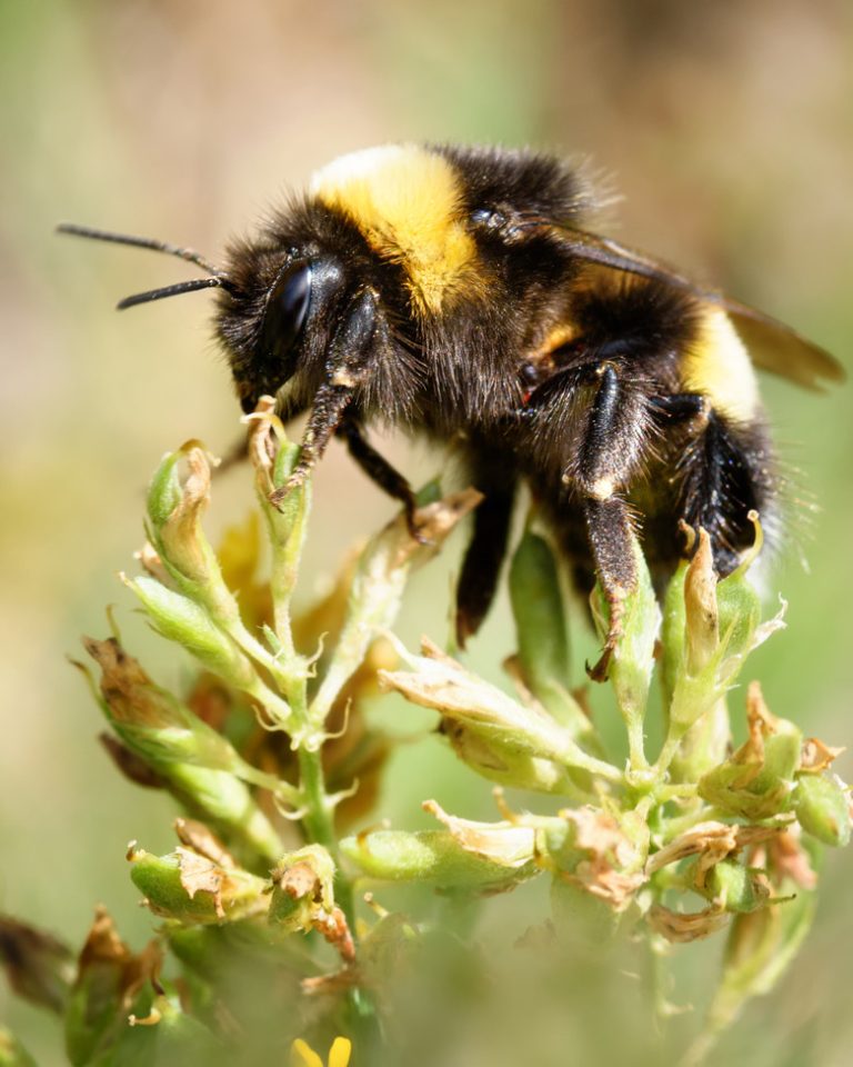 Identifying Male and Female Bumble Bees