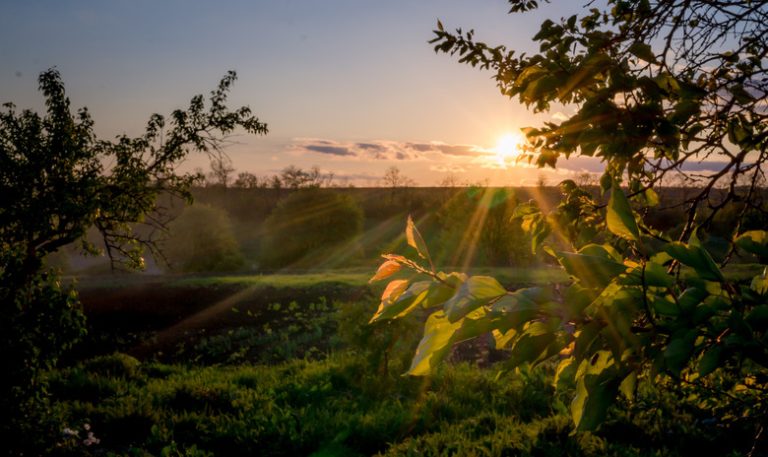 Is Nighttime Photosynthesis Possible?