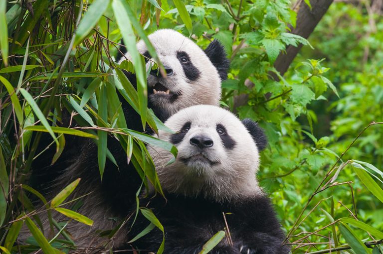 Creatures of the Bamboo Forest