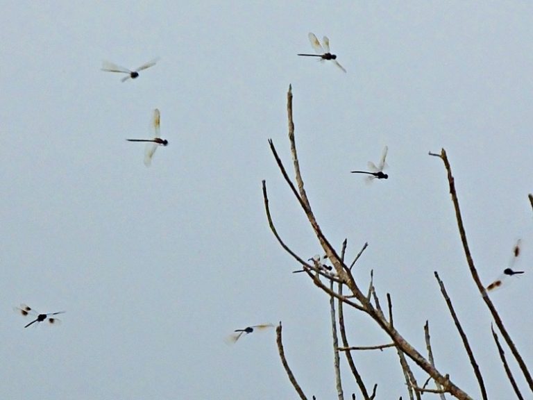 What Causes the Swarming of Barn Swallows and Dragonflies?