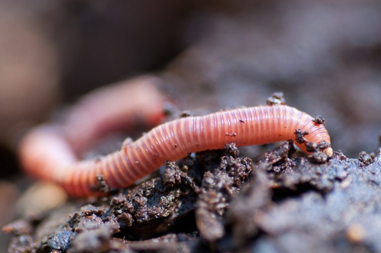 What is the Number of Hearts in an Earthworm?