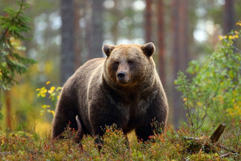 Omnivores of the Tundra