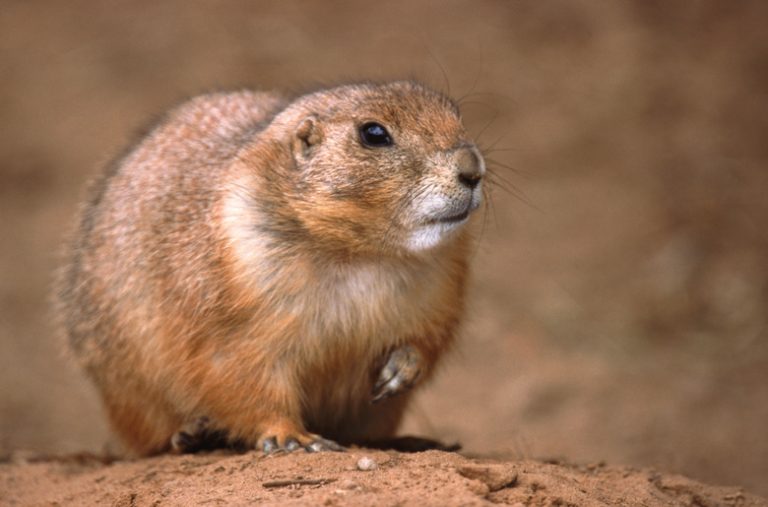 Differences Between Groundhogs and Prairie Dogs