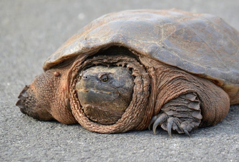 Determining the Age of Snapping Turtles