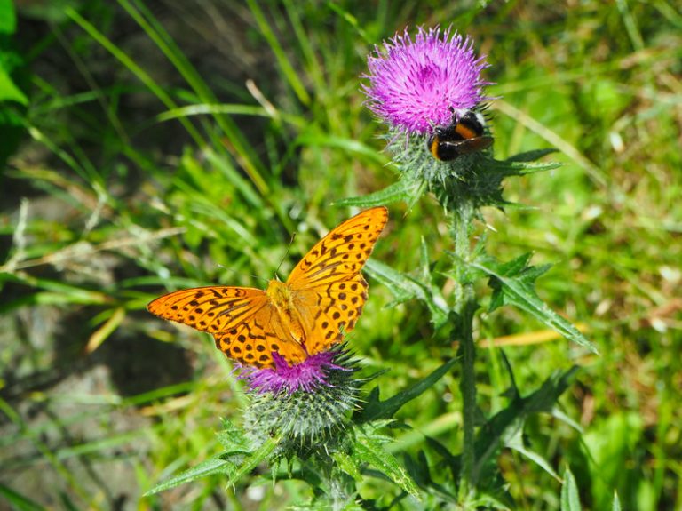 Which Insects Lay Eggs? Exploring Insect Reproduction