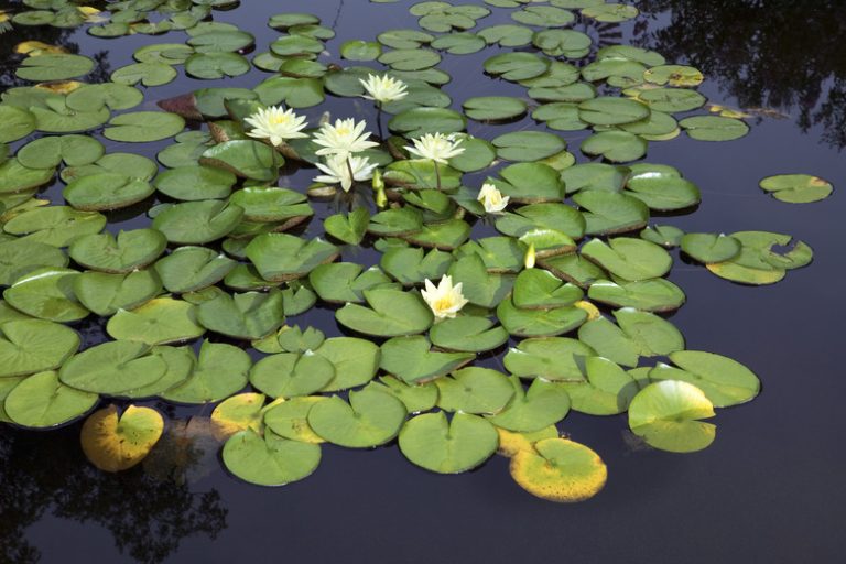 Adaptations of Water Lilies Exploring the Unique Features of Water Lilies