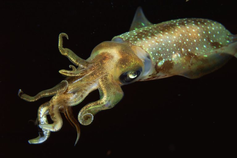 Understanding the Digestive System of Squids