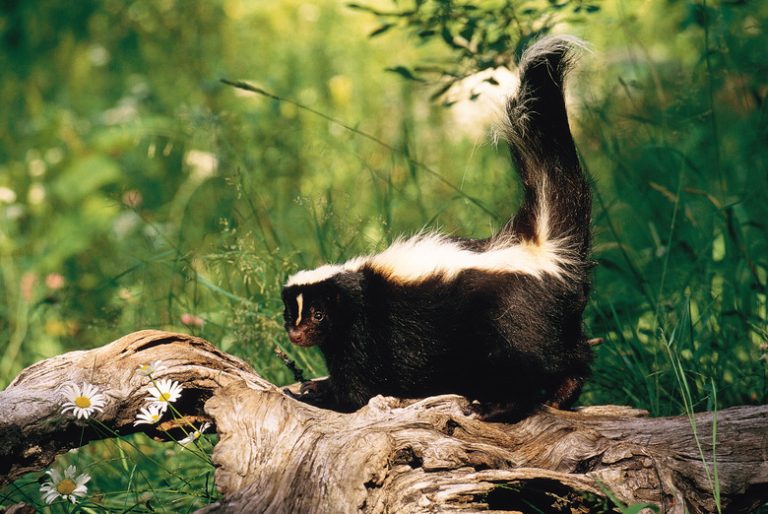 Understanding Skunk Mating Season