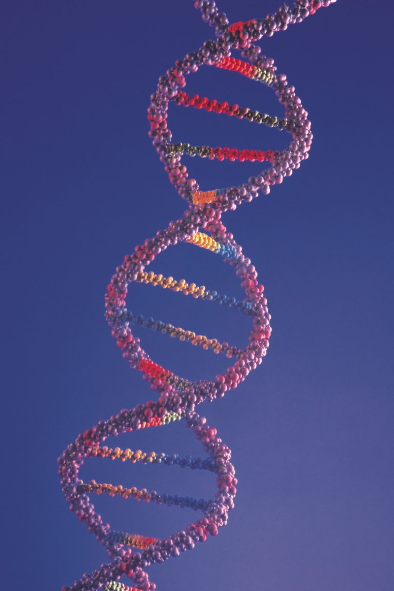 What Comprises the Rungs of the DNA Double Helix?