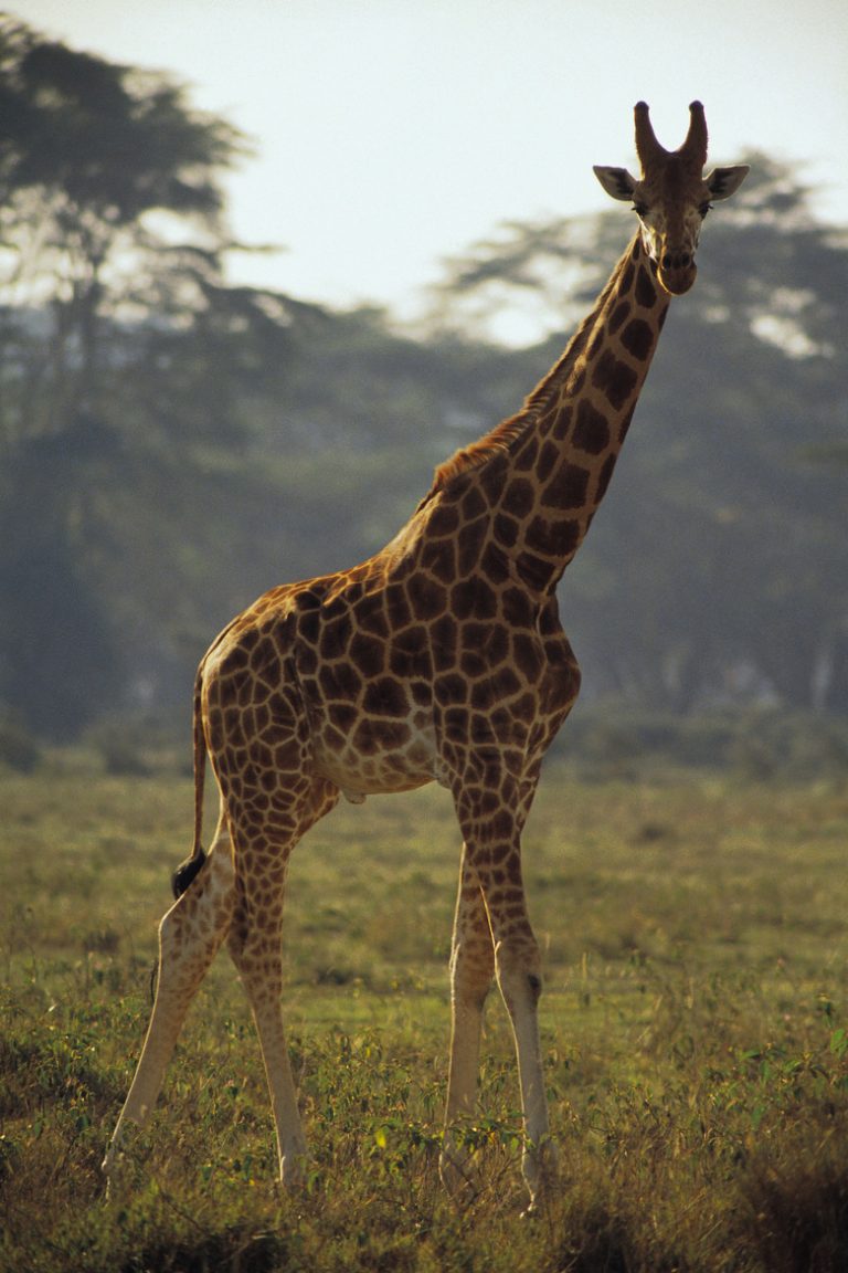 Creating a Giraffe Diorama