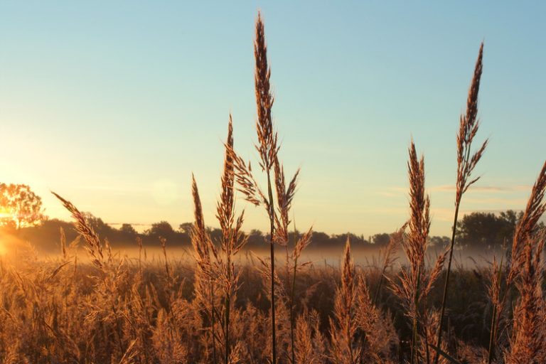 Plant Species Found in Grasslands