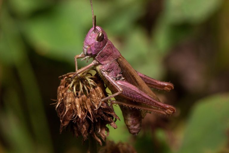 Understanding the Diet of Grasshoppers