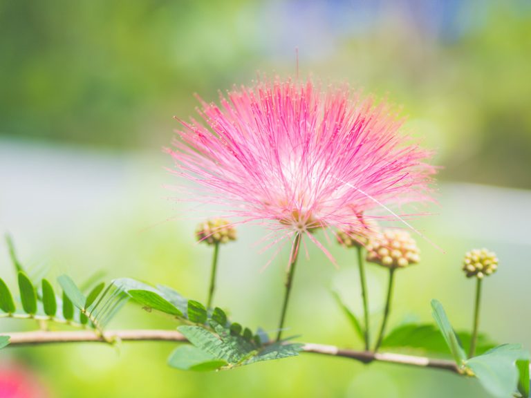 Toxicity of the Mimosa Tree Sciencing