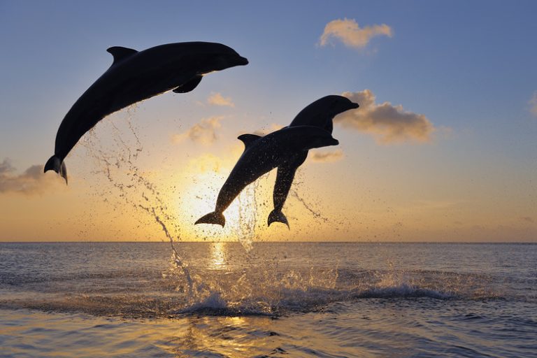 Exploring the Jumping Abilities of Dolphins