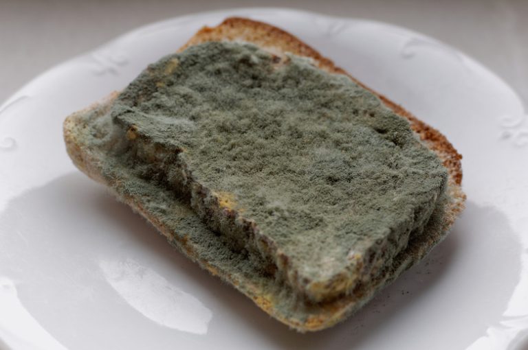 Understanding the Growth of Mold on Bread