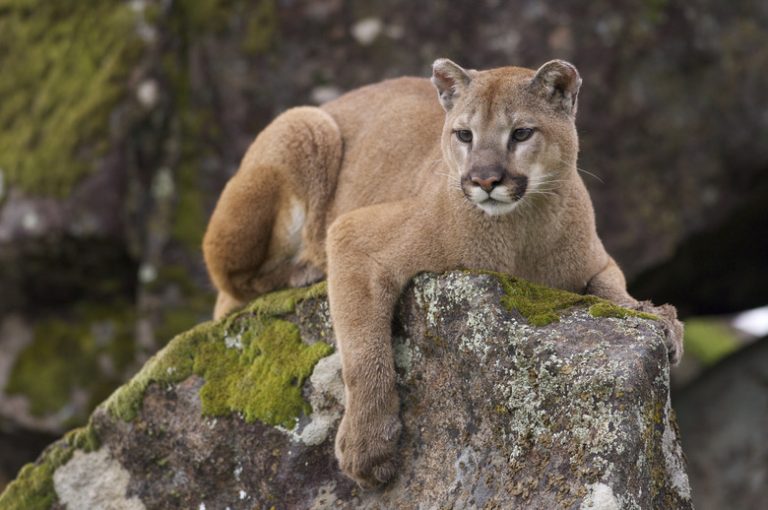 Identifying Mountain Lion Droppings