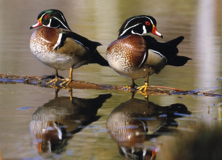 Understanding Duck Mating Behavior