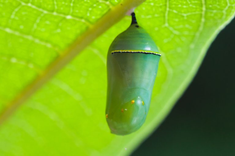 Determining the Vitality of a Caterpillar in Its Cocoon