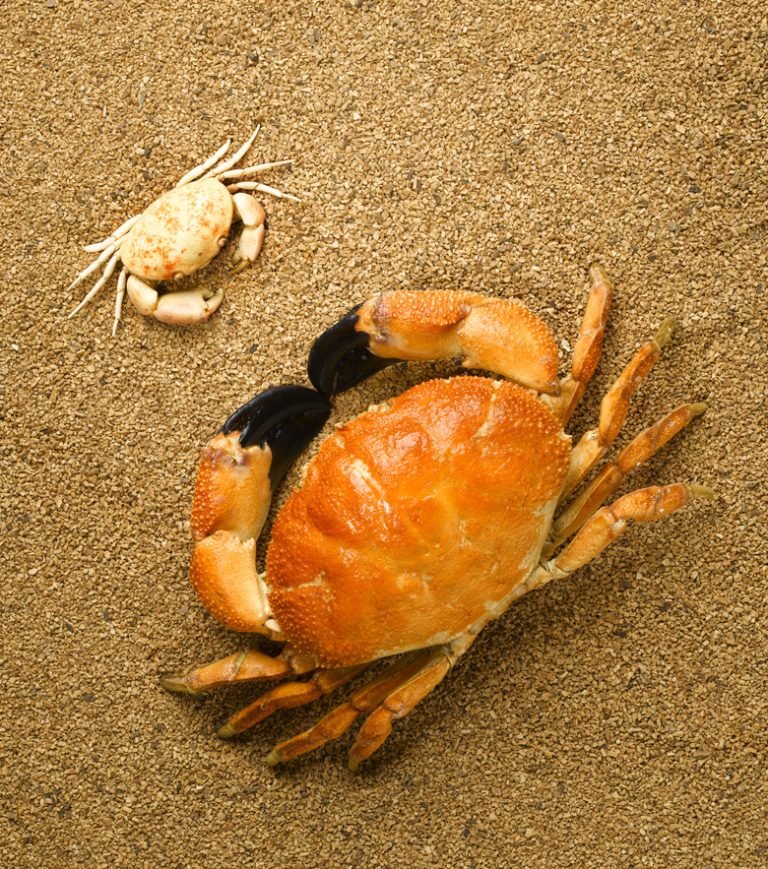 Understanding Crustacean Respiration