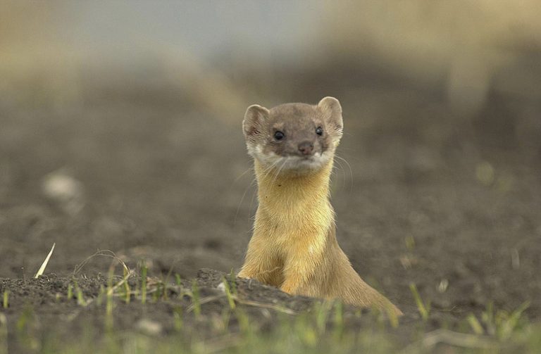 Understanding the Distinctions Between Ferrets and Weasels