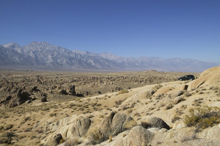 Exploring Various Types of Desert Fungi