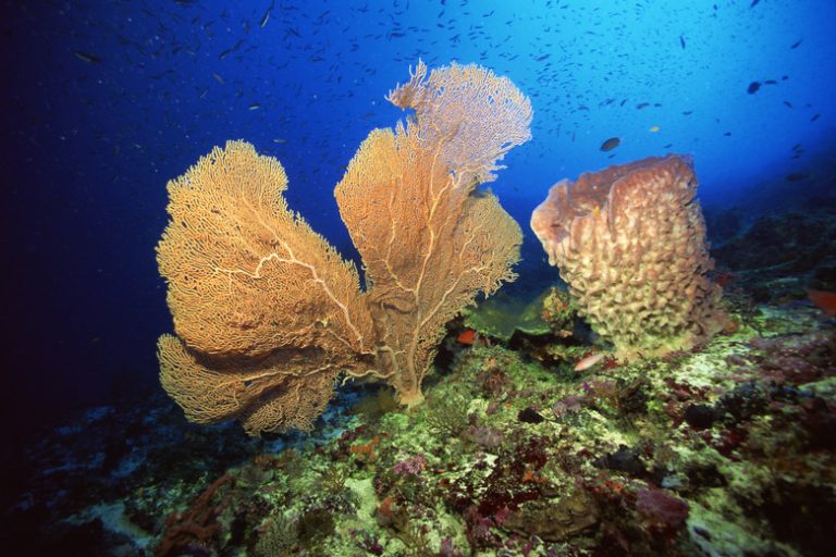 Understanding the Breathing Process of Sponges