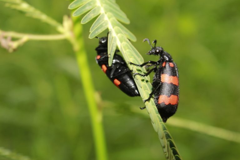 Beetle Species Discovered in Michigan