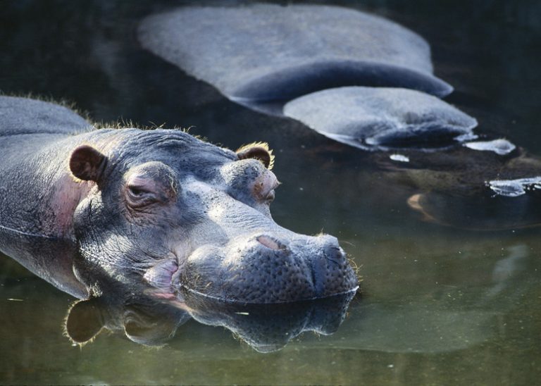 Understanding the Climate Habitats of Hippos