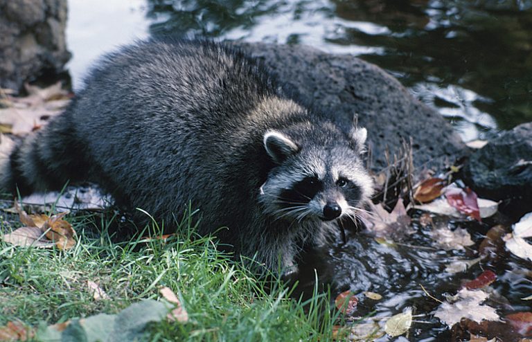 What Are Raccoons' Natural Adversaries?