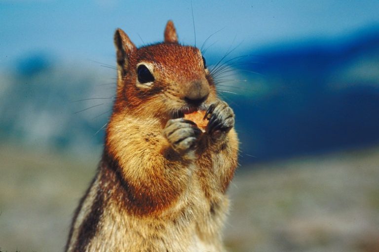 Adaptations of Animals in Temperate Grasslands