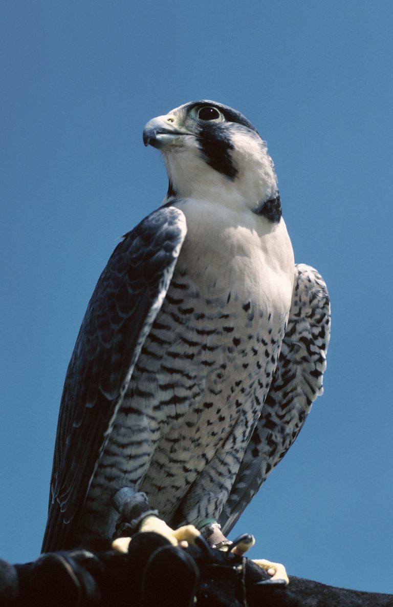 The Unique Traits of Falcons Exploring the Features and Behaviors of These Birds of Prey