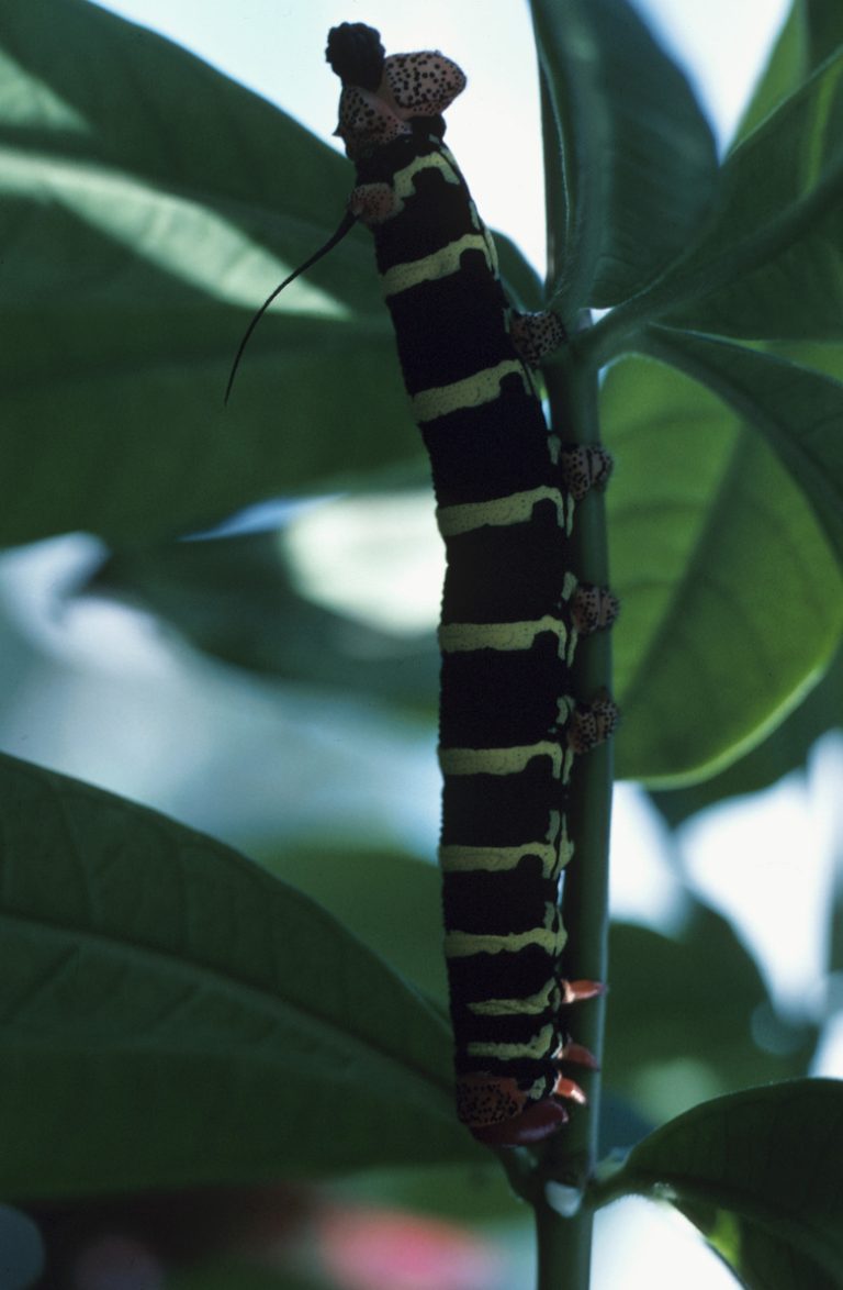 Are Black and Yellow Tree Caterpillars Toxic?