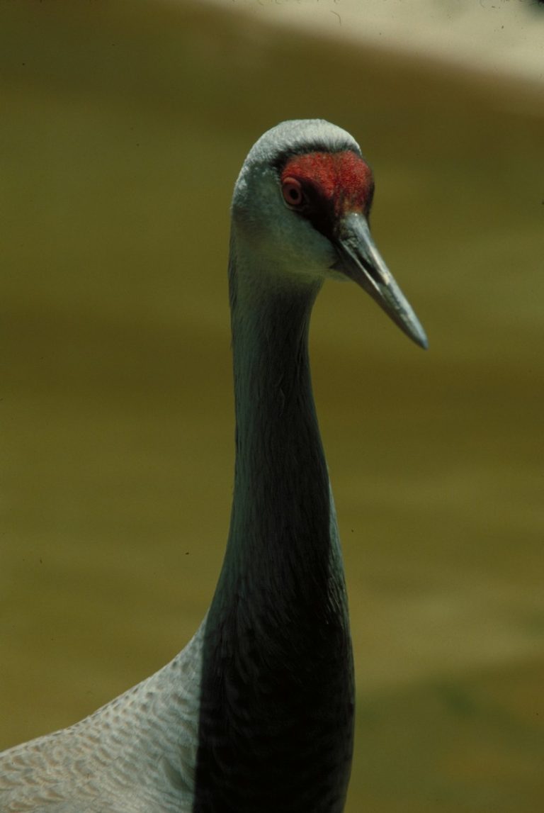 Identifying Gender Differences in Sandhill Cranes