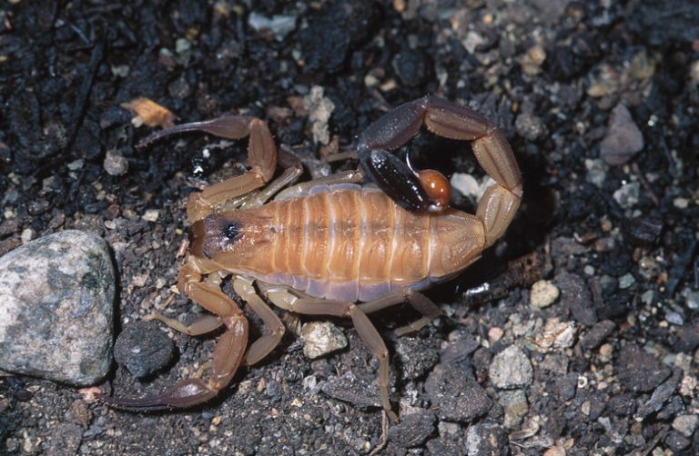 Scorpions in Alabama Sciencing