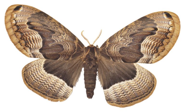 Moth Mating Behavior Explained