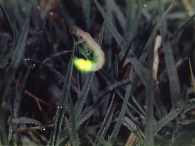 Distinguishing Between Female and Male Fireflies