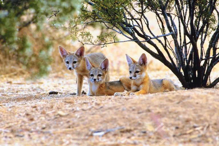 Living Components of Desert Ecosystems